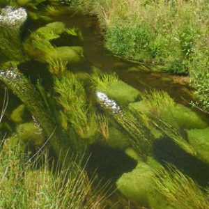 Wasser- und Bodenverband Uelzen - Projekt Gewässerallianz Niedersachsen - flutende-Vegetation