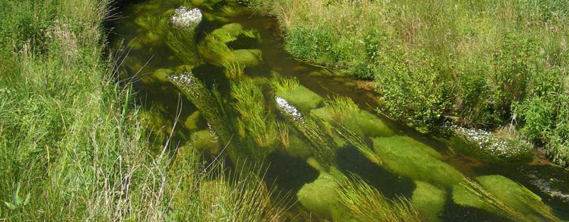 Wasser- und Bodenverband Uelzen - Projekt Gewässerallianz Niedersachsen - flutende-Vegetation